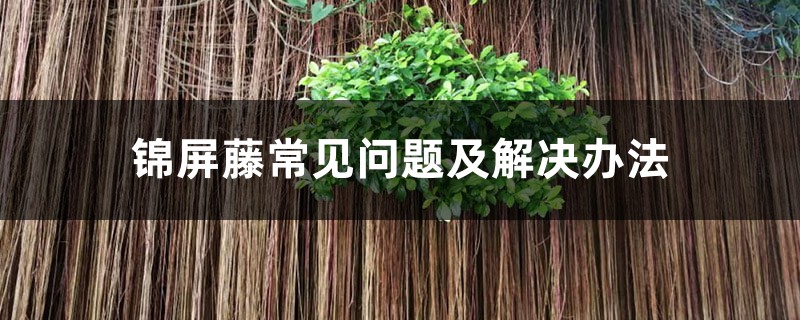 锦屏藤常见问题及解决办法 锦屏藤常见问题及解决办法
