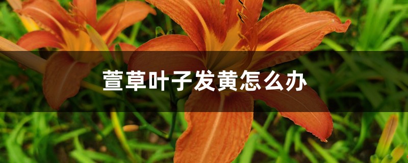 萱草叶子发黄怎么办 萱草叶子发黄怎么办