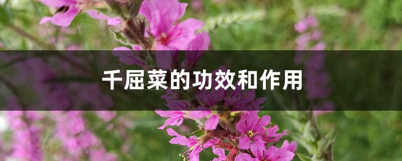 千屈菜的功效和作用 千屈菜的功效和作用