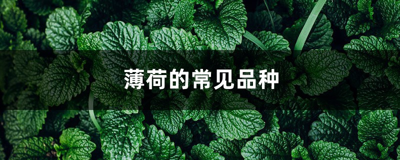 薄荷的常见品种 薄荷的常见品种