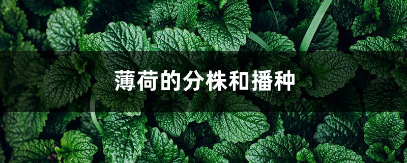 薄荷的分株和播种 薄荷的分株和播种