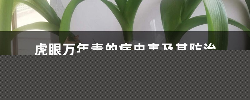 虎眼万年青的病虫害及其防治 虎眼万年青的病虫害及其防治