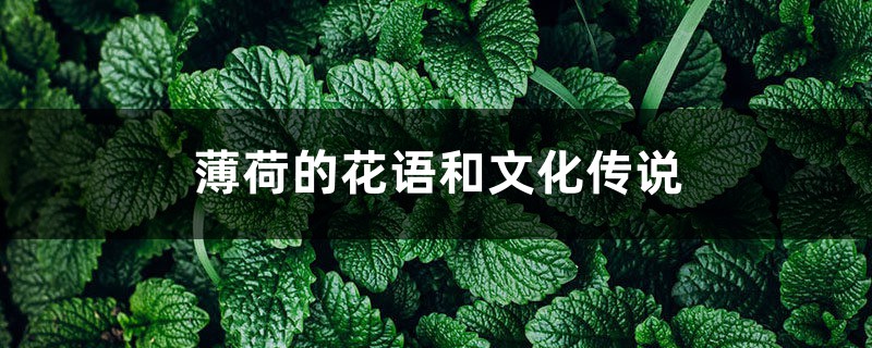 薄荷的花语和文化传说 薄荷的花语和文化传说