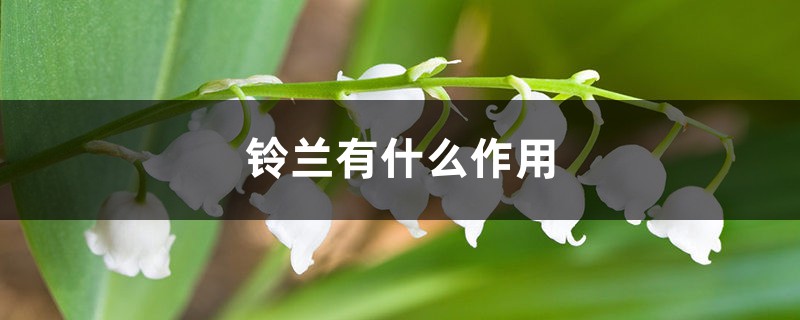 铃兰有什么作用 铃兰有什么作用