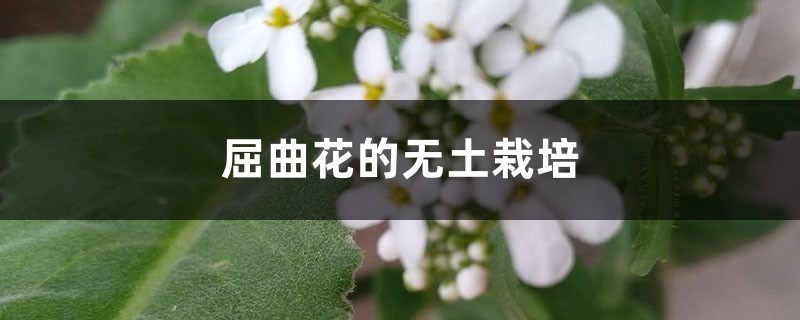 屈曲花的无土栽培 屈曲花的无土栽培