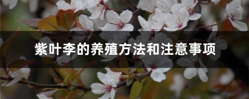 紫叶李的养殖方法和注意事项 紫叶李的养殖方法和注意事项