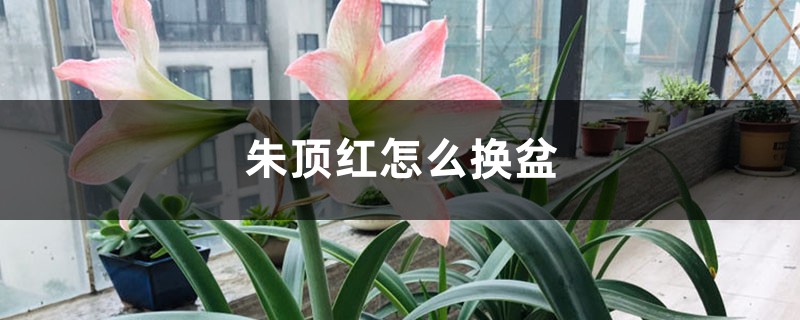 朱顶红怎么换盆 朱顶红怎么换盆