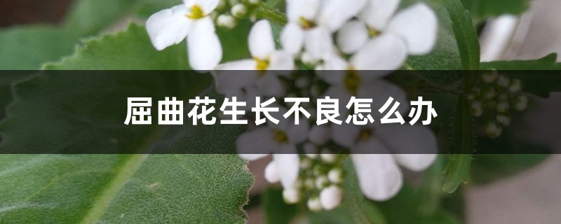屈曲花生长不良怎么办 屈曲花生长不良怎么办