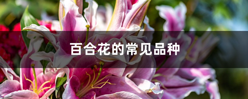 百合花的常见品种 百合花的常见品种