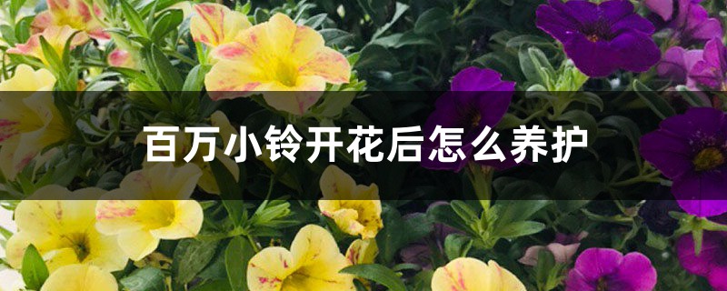 百万小铃开花后怎么养护 百万小铃开花后怎么养护