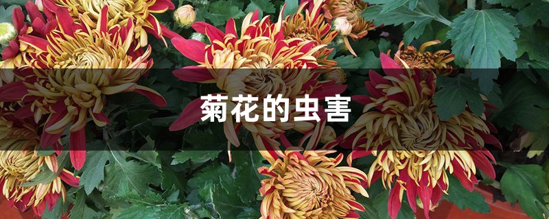 菊花的虫害 菊花的虫害
