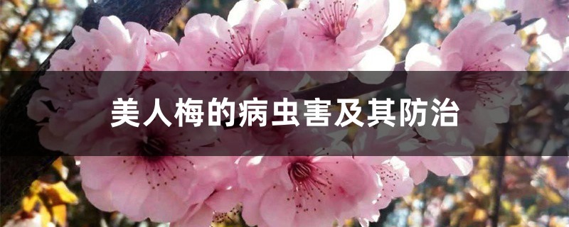 美人梅的病虫害及其防治 美人梅的病虫害及其防治