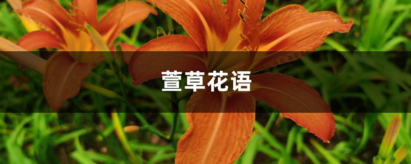 萱草花语 萱草花语