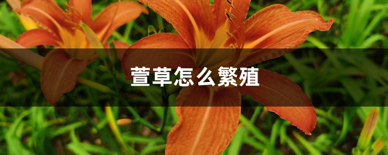 萱草怎么繁殖 萱草怎么繁殖