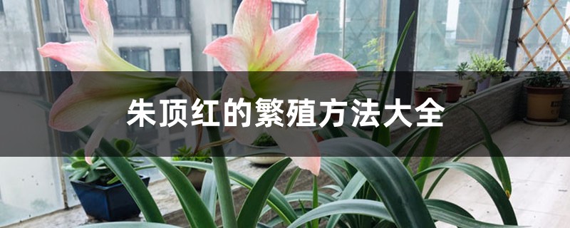 朱顶红的繁殖方法大全 朱顶红的繁殖方法大全