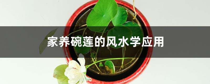家养碗莲的风水学应用 家养碗莲的风水学应用