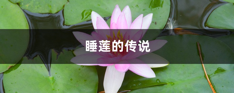 睡莲的传说 睡莲的传说