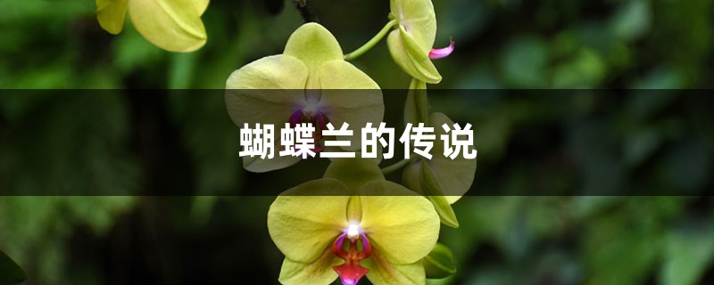 蝴蝶兰的传说 蝴蝶兰的传说