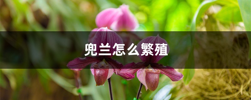 兜兰怎么繁殖 兜兰怎么繁殖