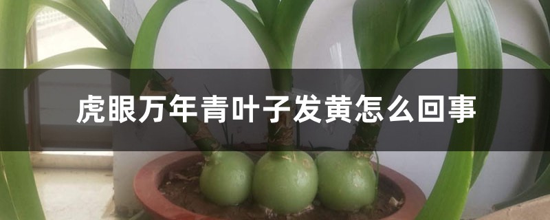 虎眼万年青叶子发黄怎么回事 虎眼万年青叶子发黄怎么回事