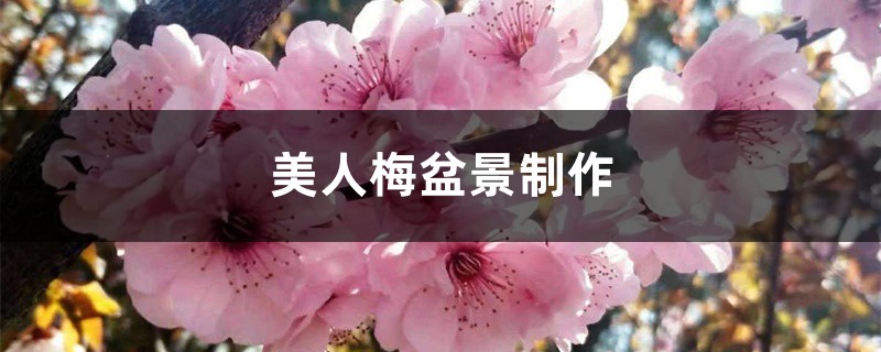美人梅盆景制作 美人梅盆景制作