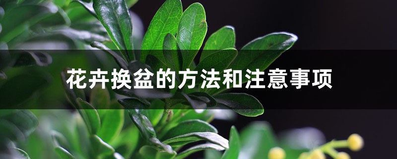 花卉换盆的方法和注意事项 花卉换盆的方法和注意事项