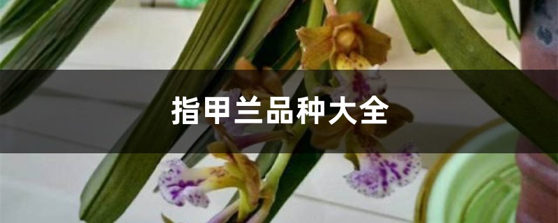 指甲兰品种大全 指甲兰品种大全
