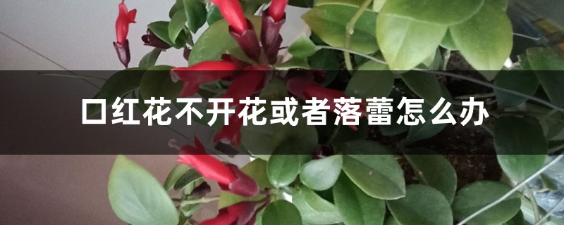 口红花不开花或者落蕾怎么办 口红花不开花或者落蕾怎么办