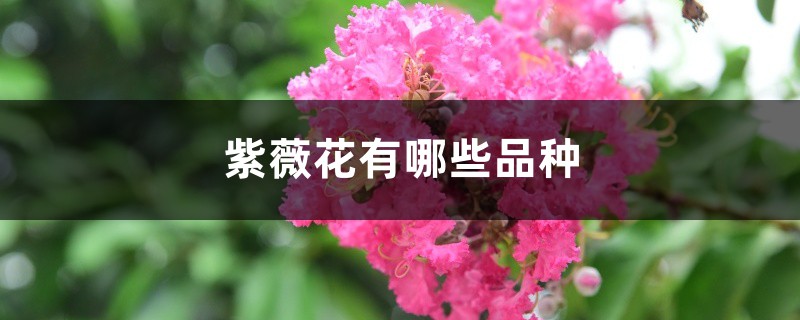 紫薇花有哪些品种 紫薇花有哪些品种