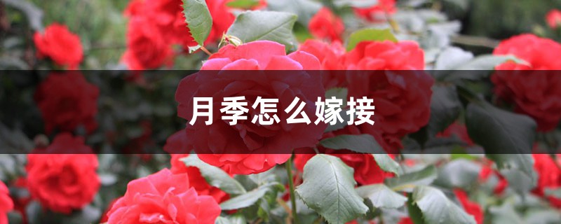 月季怎么嫁接 月季怎么嫁接