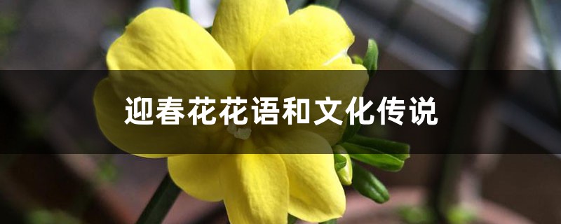 迎春花花语和文化传说 迎春花花语和文化传说