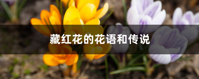 藏红花的花语和传说 藏红花的花语和传说