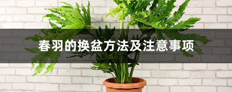 春羽的换盆方法及注意事项 春羽的换盆方法及注意事项
