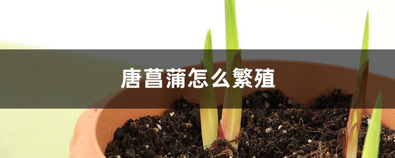 唐菖蒲怎么繁殖 唐菖蒲怎么繁殖