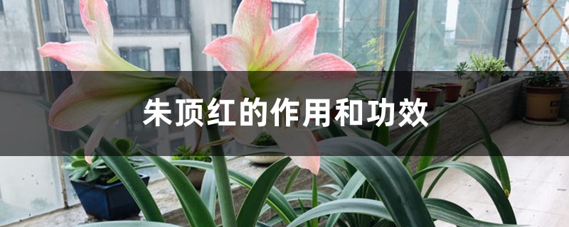 朱顶红的作用和功效 朱顶红的作用和功效