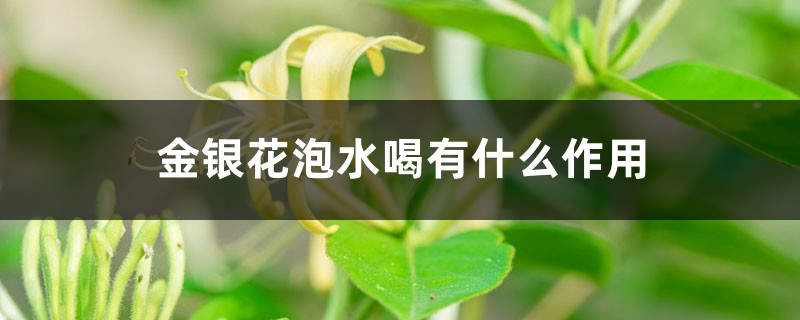 金银花泡水喝有什么作用 金银花泡水喝有什么作用