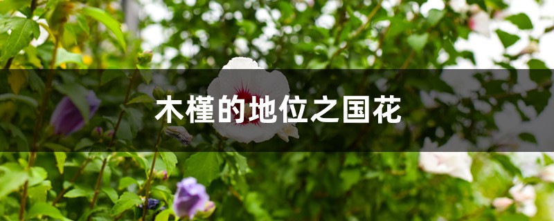 木槿的地位之国花 木槿的地位之国花
