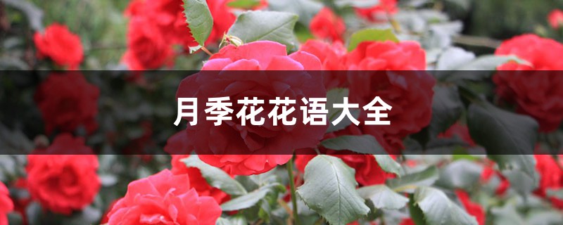 月季花花语大全 月季花花语大全