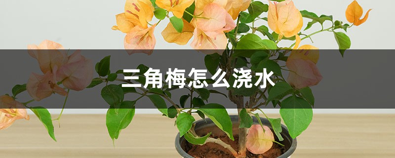 三角梅怎么浇水 三角梅怎么浇水