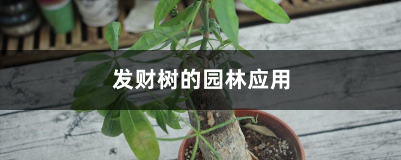 发财树的园林应用 发财树的园林应用