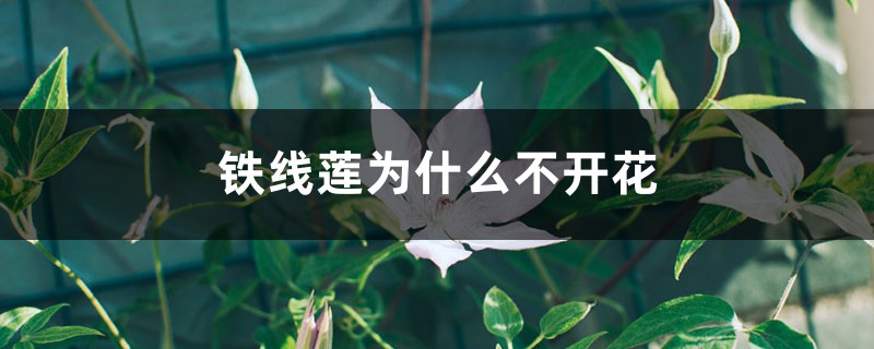 铁线莲为什么不开花 铁线莲为什么不开花