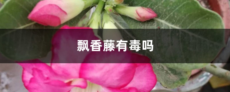 飘香藤有毒吗 飘香藤有毒吗