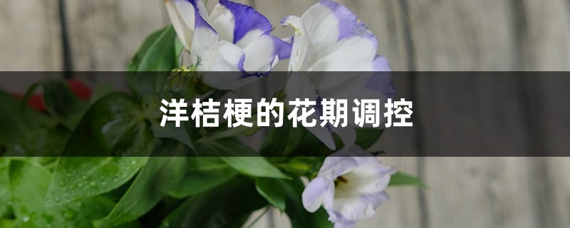 洋桔梗的花期调控 洋桔梗的花期调控