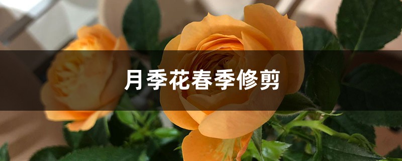 月季花春季修剪 月季花春季修剪