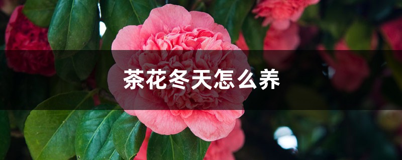 茶花冬天怎么养 茶花冬天怎么养