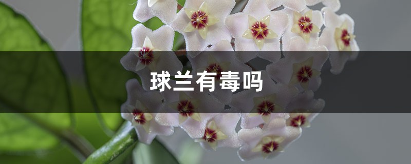 球兰有毒吗 球兰有毒吗