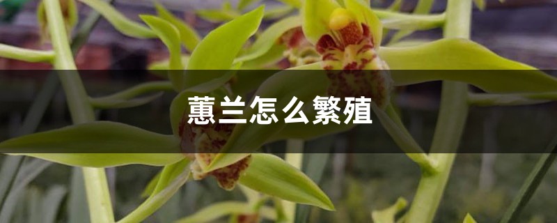 蕙兰怎么繁殖 蕙兰怎么繁殖