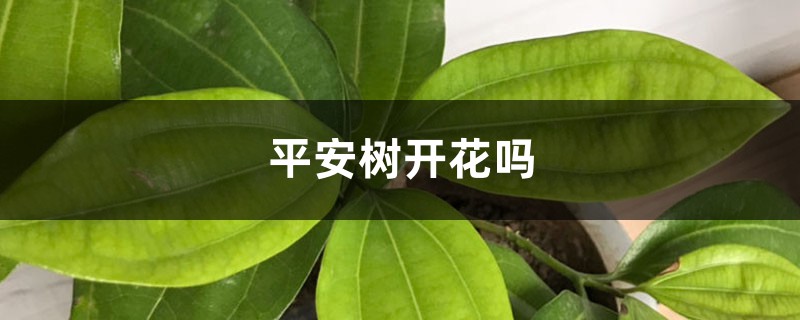 平安树开花吗 平安树开花吗