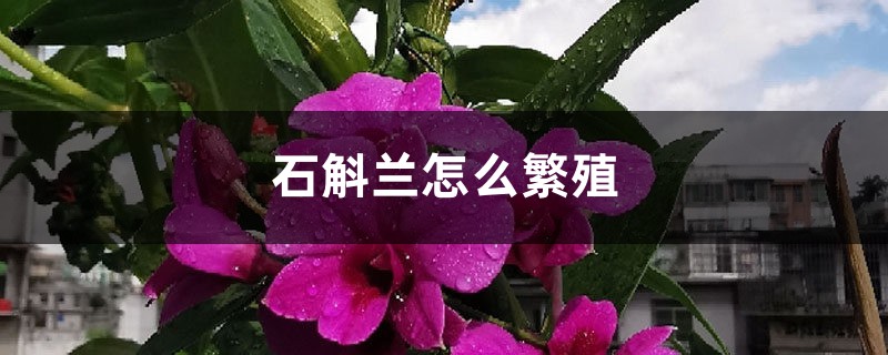 石斛兰怎么繁殖 石斛兰怎么繁殖