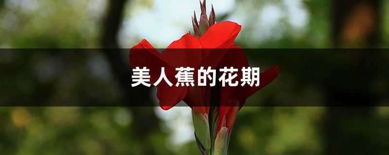 美人蕉的花期 美人蕉的花期